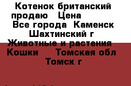 Котенок британский продаю › Цена ­ 3 000 - Все города, Каменск-Шахтинский г. Животные и растения » Кошки   . Томская обл.,Томск г.